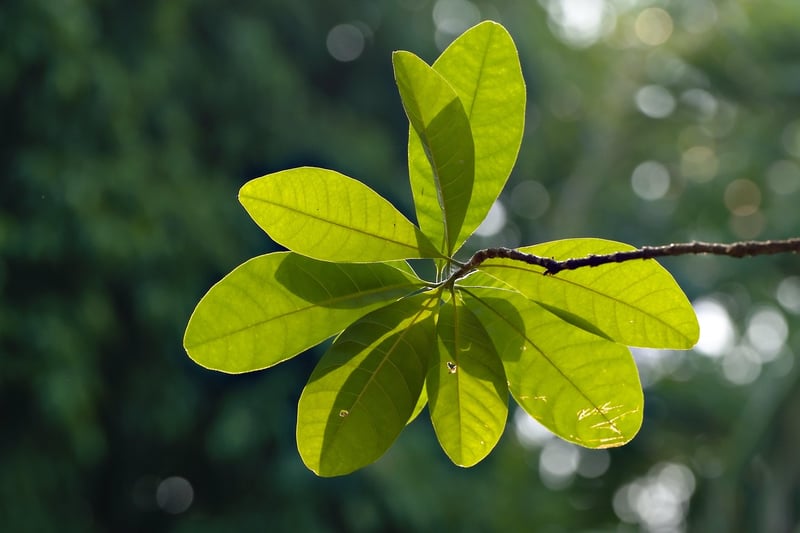 Meditative Plants
