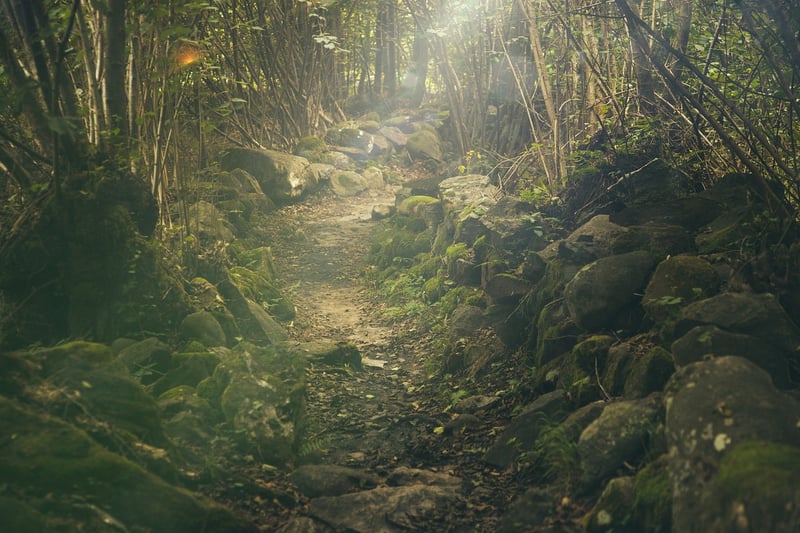 Nature Walks